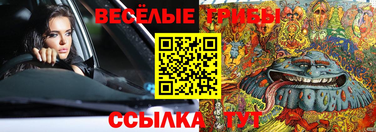 Галлюциногенные грибы Psilocybe Светлоград